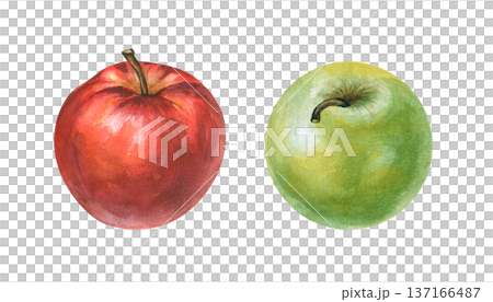 Double watercolor apples on an isolated background. Watercolor illustration of ripe red and green apples. Realistic clipart of juicy fruits for the design of jams, juices, baby food. 137166487
