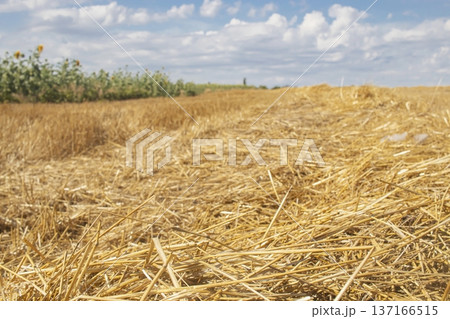 Golden stubble of wheat field under clear blue sky. Landscape of field with mowed wheat, harvesting of grain crops. Agriculture, harvesting. Golden stubble of wheat field under clear blue sky. Landscape of field with mowed wheat, harvesting of grain crops. Agriculture, harvesting. 137166515