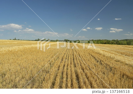 Golden stubble of wheat field under clear blue sky. Landscape of field with mowed wheat, harvesting of grain crops. Agriculture, harvesting. 137166518