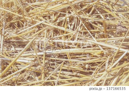 Background texture of golden dry straw, mowed wheat, grain crops, top view. Agriculture, harvesting. Background texture of golden dry straw, mowed wheat, grain crops, top view. Agriculture, harvesting. 137166535