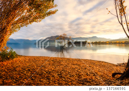 Wanaka tree on Lake Wanaka between yellow foliage tree at New Zealand Wanaka tree on Lake Wanaka between yellow foliage tree at New Zealand 137166591