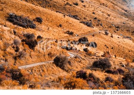 Rugged terrain dirt trail with winding road among golden brown hill at Roys Peak Rugged terrain dirt trail with winding road among golden brown hill at Roys Peak 137166603