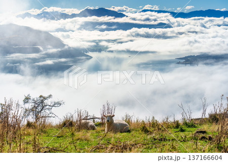 Two white sheep resting on grassland and foggy mountain on Wanaka Lake view in New Zealand Two white sheep resting on grassland and foggy mountain on Wanaka Lake view in New Zealand 137166604