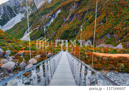 Suspension bridge with vibrant autumn forest in Hooker valley track Suspension bridge with vibrant autumn forest in Hooker valley track 137166607