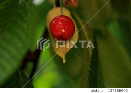 ripe red cherries on a tree among green leaves close-up 137166608