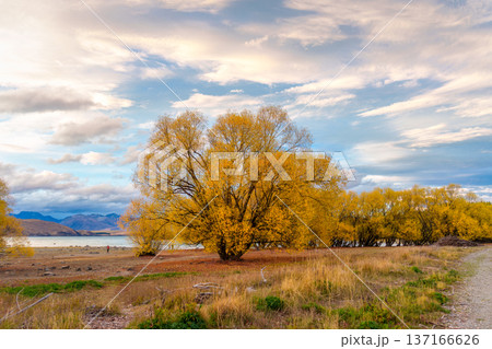Willow tree with yellow leaves in autumn by Lake Tekapo at New Zealand Willow tree with yellow leaves in autumn by Lake Tekapo at New Zealand 137166626