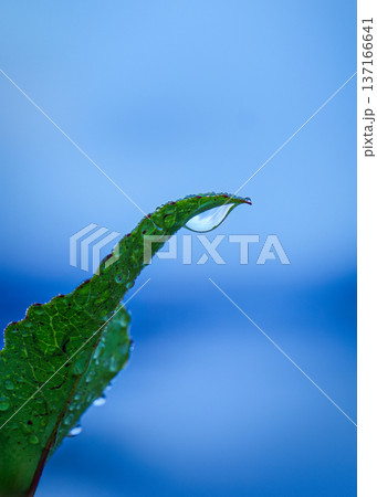 Closeup of green leaf with water droplet against blurred blue background 137166641
