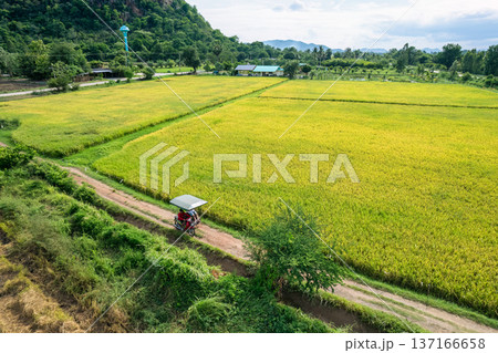 Scenic rural motorcycle riding among rice field in agricultural area on countryside 137166658