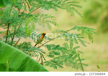 Yellow tiny male bird named Asian Golden Weaver, Ploceus hypoxanthus perching on green leaf in wetland 137166664