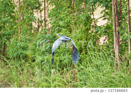 Big Grey Heron bird flying above of lush forest and natural habitat Big Grey Heron bird flying above of lush forest and natural habitat 137166665