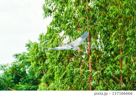 Big Grey Heron bird flying above of lush forest and natural habitat Big Grey Heron bird flying above of lush forest and natural habitat 137166666