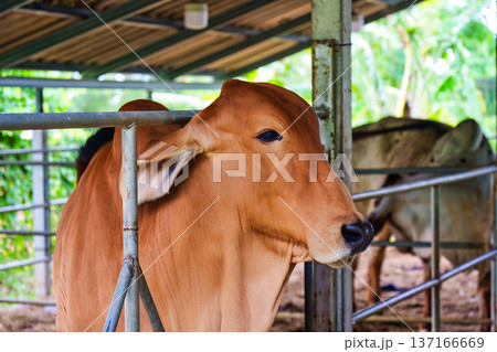 Young brown Brahman species standing in rustic stable 137166669