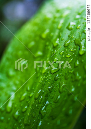 Texture of green leaves with water drop in tropical garden Texture of green leaves with water drop in tropical garden 137166673