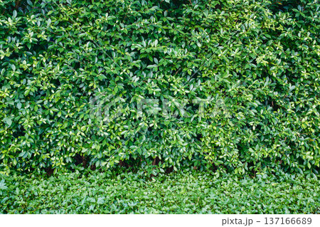 Lush green foliage plant covered on the wall Lush green foliage plant covered on the wall 137166689