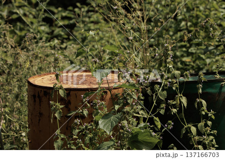 Wild plants grow freely beside a rusted metal barrel in a sunlit field. A contrast of natural beauty and industrial decay captured in detail. 137166703