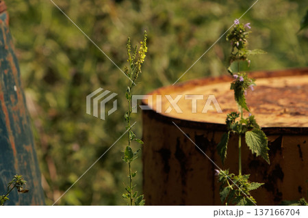 Wild plants grow freely beside a rusted metal barrel in a sunlit field. A contrast of natural beauty and industrial decay captured in detail. 137166704
