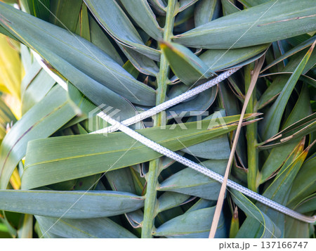 Palm leaves tied with ropes. Gardening. Safety of the plant from the wind. 137166747