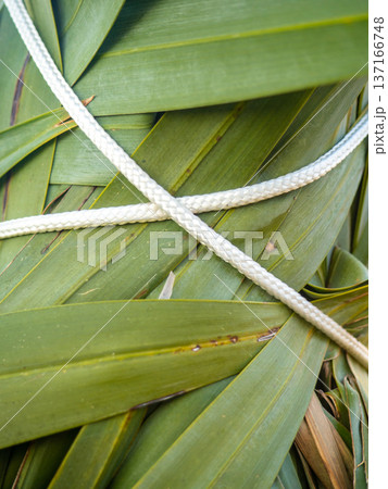 Palm leaves tied with ropes. Gardening. Safety of the plant from the wind. Palm leaves tied with ropes. Gardening. Safety of the plant from the wind. 137166748