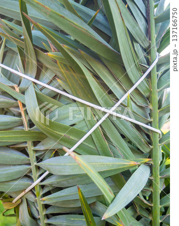 Palm leaves tied with ropes. Gardening. Safety of the plant from the wind. Palm leaves tied with ropes. Gardening. Safety of the plant from the wind. 137166750