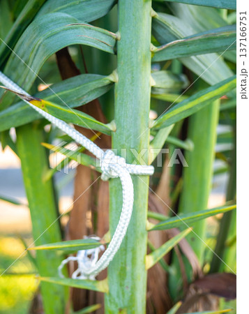 Palm leaves tied with ropes. Gardening. Safety of the plant from the wind. Palm leaves tied with ropes. Gardening. Safety of the plant from the wind. 137166751