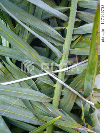 Palm leaves tied with ropes. Gardening. Safety of the plant from the wind. 137166752