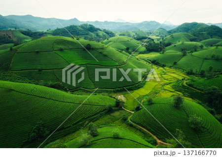Lush green Long Coc tea plantation on hill during harvest season in agricultural field Lush green Long Coc tea plantation on hill during harvest season in agricultural field 137166770
