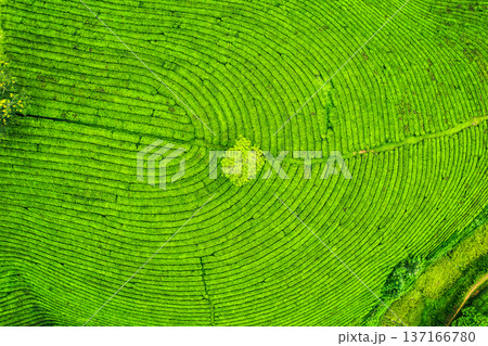Long Coc tea hill in agricultural field on highland in countryside 137166780