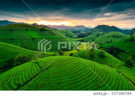 Lush green Long Coc tea plantation hill during harvest in the evening Lush green Long Coc tea plantation hill during harvest in the evening 137166784
