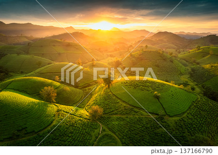 Sunset over Long Coc tea hill in agricultural field at Vietnam Sunset over Long Coc tea hill in agricultural field at Vietnam 137166790