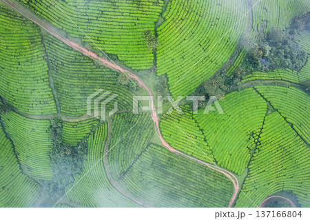 Lush Long Coc green tea hill on highland Lush Long Coc green tea hill on highland 137166804