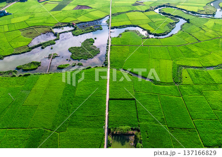Lush green rice paddy field with winding river in rural farmland 137166829