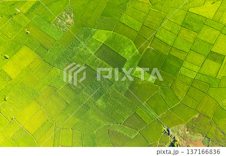 Beautiful lush rice fields in farmland during harvest at countryside 137166836