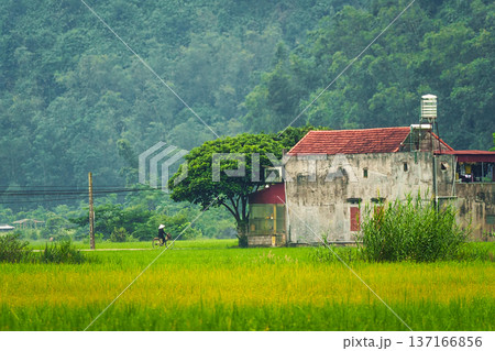 Rustic house and villager cycling through rice field and mountain in countryside 137166856