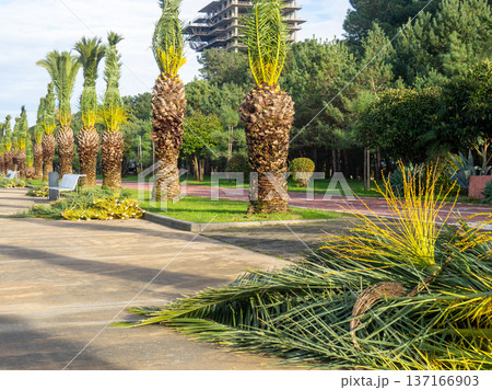 Palm tree leaves trimmed by gardeners at the resort. December at sea. Enclosing the seaside embankment. Heap of tropical tree leaves. Palm tree leaves trimmed by gardeners at the resort. December at sea. Enclosing the seaside embankment. Heap of tropical tree leaves. 137166903