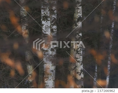 Blurred birch branches in a sunny day in the forest Blurred birch branches in a sunny day in the forest 137166962