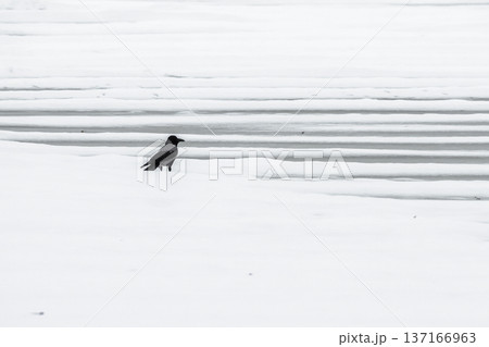 A black crow is standing on a striped snowy field A black crow is standing on a striped snowy field 137166963