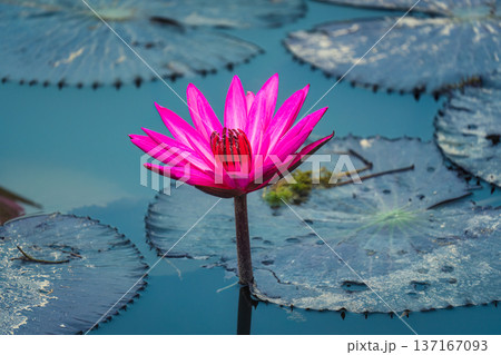 Pink Lotus or Water Lily growing in pond 137167093