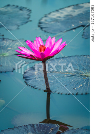 Pink Lotus or Water Lily growing in pond 137167095
