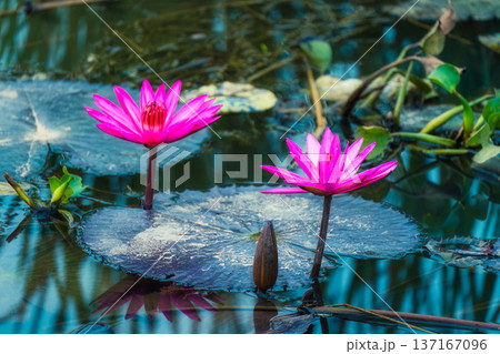 Pink Lotus or Water Lily growing in pond 137167096
