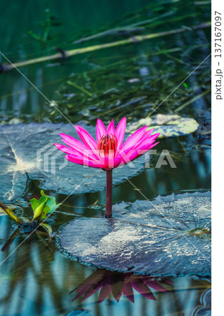 Pink Lotus or Water Lily growing in pond 137167097
