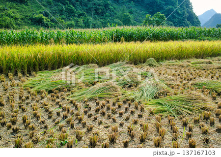 Rice paddy field during harvest in farmland on countryside 137167103