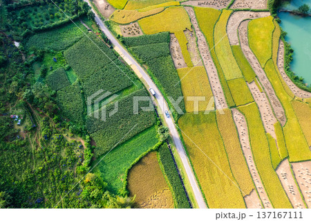 Rice paddy field during harvest and the road in countryside 137167111