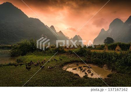 Golden sunrise over Phong Nam valley with rice paddy field and flock of ducks in farmland 137167162
