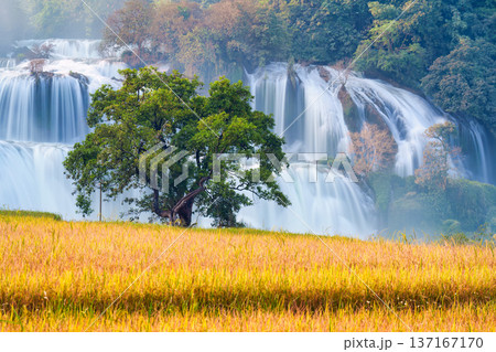 Ban Gioc waterfall flowing with big tree on rice field 137167170