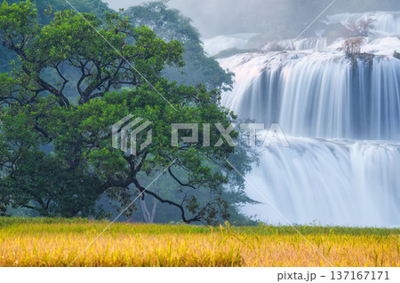 Ban Gioc waterfall flowing with big tree on rice field 137167171