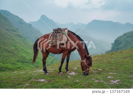 Brown horse with pack saddle eating grass on green hill in peaceful pasture Brown horse with pack saddle eating grass on green hill in peaceful pasture 137167189