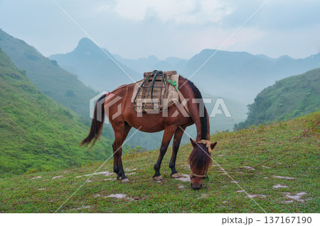 Brown horse with pack saddle eating grass on green hill in peaceful pasture Brown horse with pack saddle eating grass on green hill in peaceful pasture 137167190