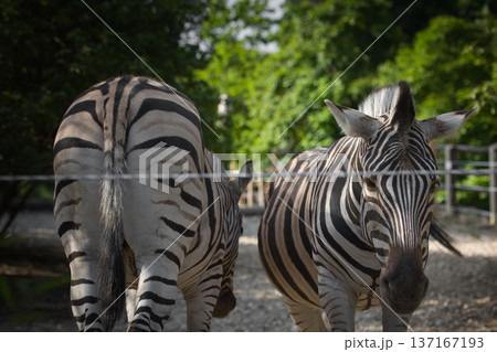striped zebras in a zoo enclosure striped zebras in a zoo enclosure 137167193