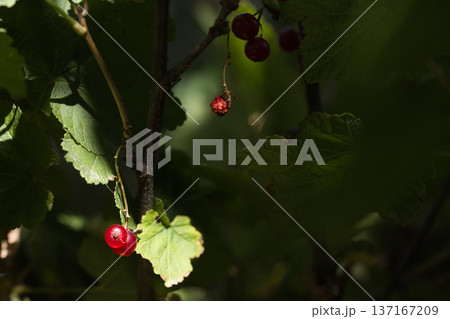 red poisons close up in green leaves 137167209