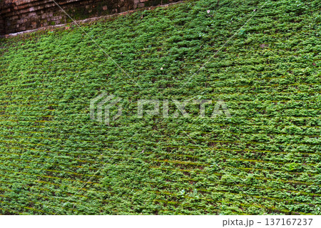 Ancient brick temple wall with moss and plant covered 137167237